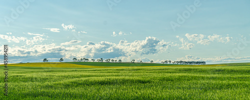 landscape panorama of rural canola farm fields