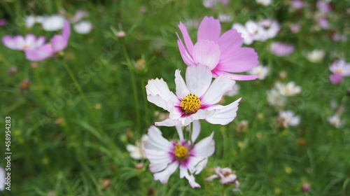 Wildflowers in bloom © Jason