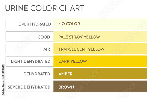Urine color chart. Pee hydration and dehydration test strip. Vector design for medical education poster.