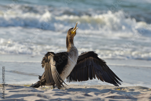 cormorant dries its plumage