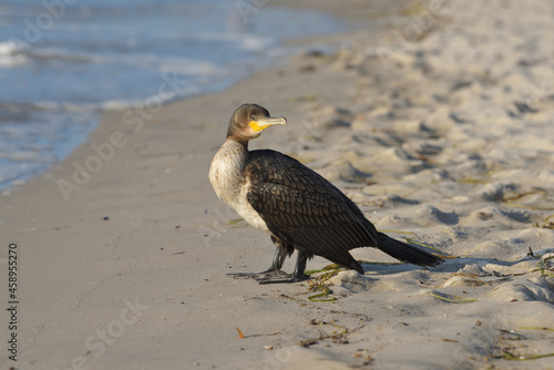 White-breasted cormorant