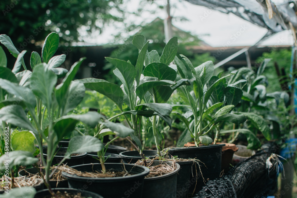 Kale seedlings are planted in small black pots. Prepare to be grown in a large organic vegetable plot. Kale tree planted in a pot. Kale seedlings are planted in small black pots. Prepare to be grown in a large organic vegetable plot. Kale tree planted in a pot.