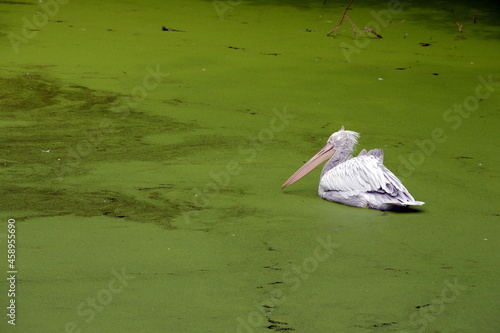 Curly pelican in the Moscow zoo photo