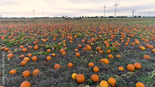 endless pumpkin patch tilt up drone flight