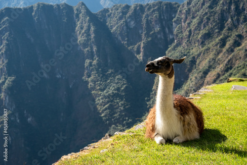 Llama in Machu Picchu © Xiahou