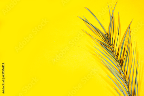 Green palm tree leaf isolated on yellow background 