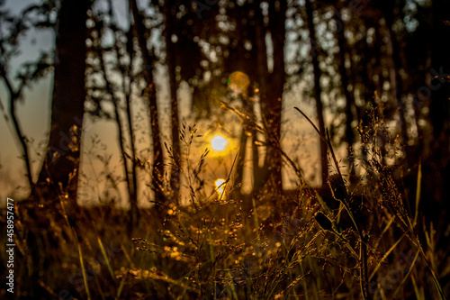 sunset in the forest