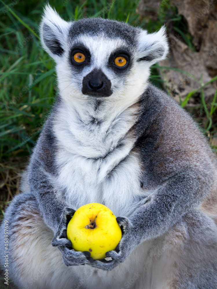 Obraz premium Ring-tailed lemur holds a fruit in its paws.