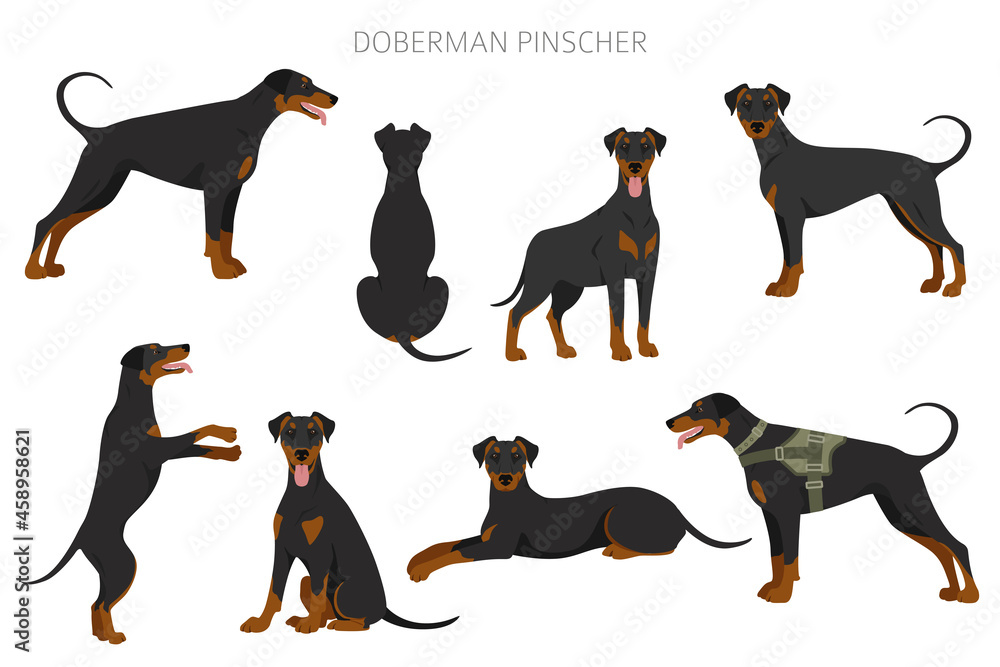 Doberman pinscher dogs clipart. Different poses, coat colors set