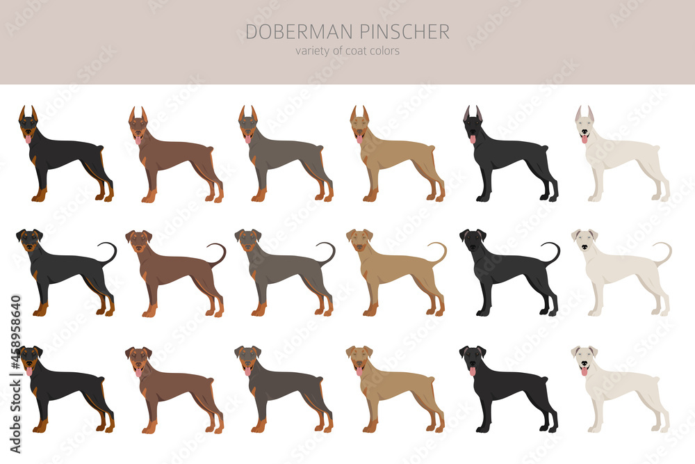 Doberman pinscher dogs clipart. Different poses, coat colors set - obrazy, fototapety, plakaty 