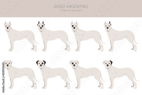 Dogo Argentino clipart. Different poses, coat colors set
