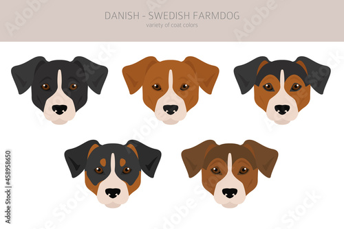 Danish swedish farmdog clipart. Different poses, coat colors set