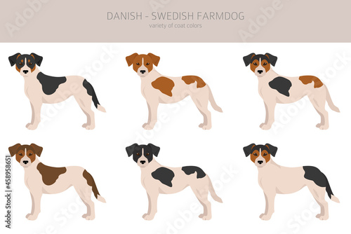 Danish swedish farmdog clipart. Different poses, coat colors set