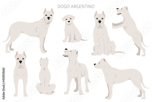 Dogo Argentino clipart. Different poses, coat colors set