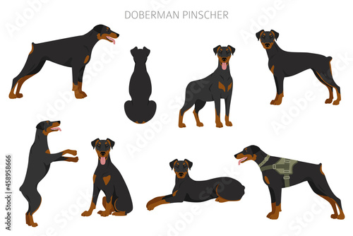 Doberman pinscher dogs clipart. Different poses, coat colors set