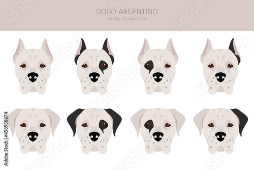 Dogo Argentino clipart. Different poses, coat colors set