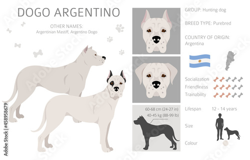 Dogo Argentino clipart. Different poses, coat colors set