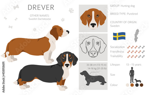 Drever clipart. Different poses, coat colors set