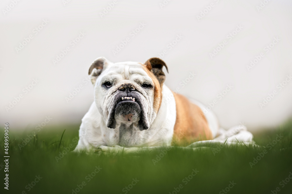 Fototapeta premium old english bulldog dog resting on grass outdoors