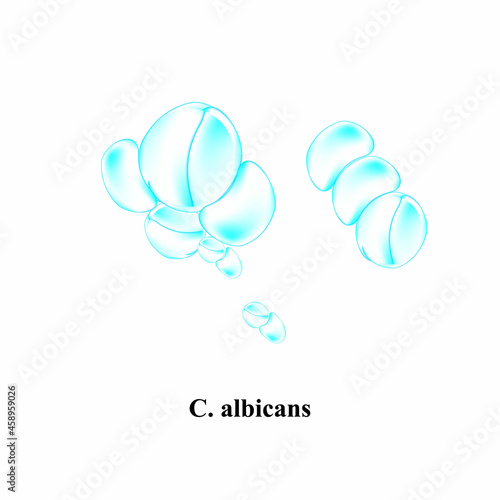 C. albicans candida. Pathogenic yeast-like fungi of the Candida type morphological structure. Vector illustration on isolated background