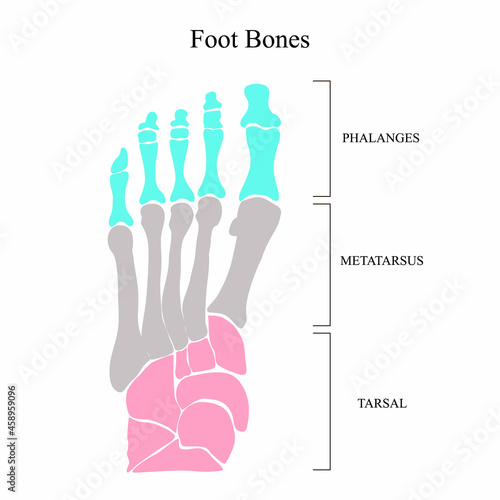 Anatomical structure of the bones of the foot. Vector illustration.