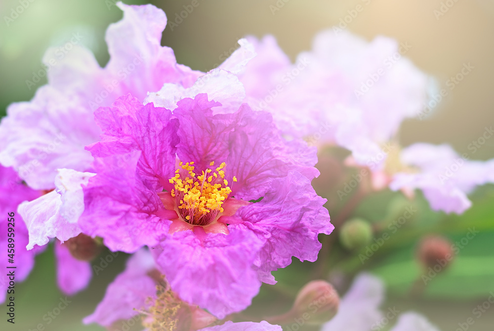 Beautiful of Queen's crape myrtle or Pride of India flower in summer time. Blossom of pink banaba flower on blurred natural background. Close up of pink summer flower border with copy space for text.