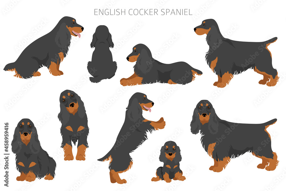 English cocker spaniel clipart. Different poses, coat colors set