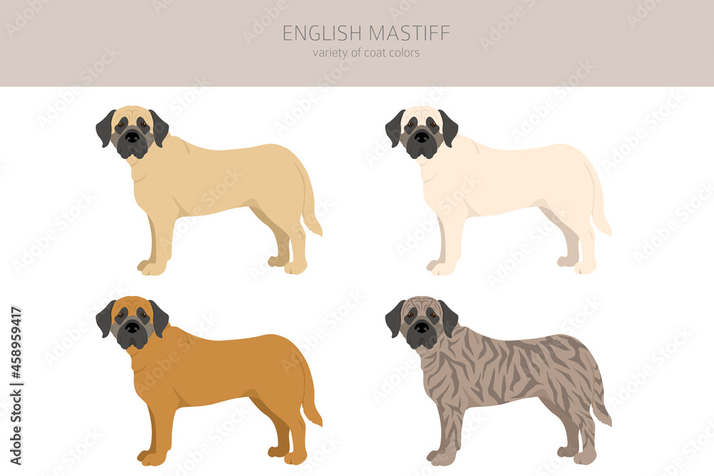 English mastiff clipart. Different poses, coat colors set