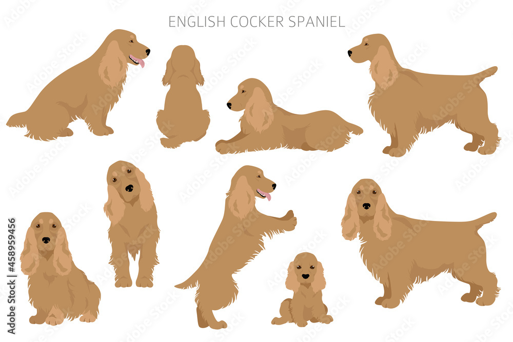 English cocker spaniel clipart. Different poses, coat colors set English cocker spaniel clipart. Different poses, coat colors set