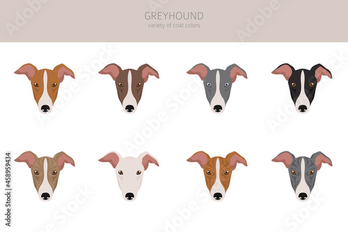 English greyhound clipart. Different poses, coat colors set