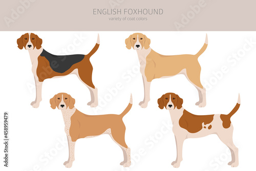English foxhound clipart. Different poses, coat colors set photo
