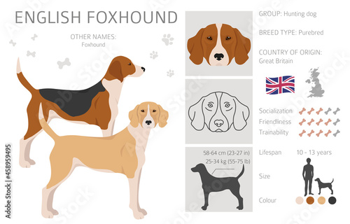 English foxhound clipart. Different poses, coat colors set