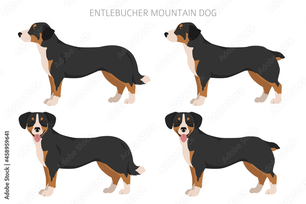 Entlebucher mountain dog clipart. Different poses, coat colors set