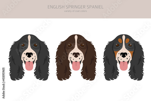 English springer spaniel clipart. Different poses, coat colors set