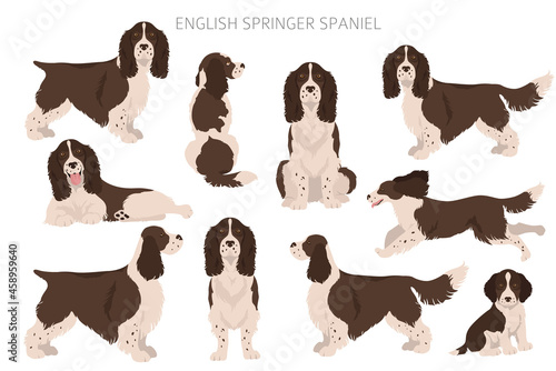 English springer spaniel clipart. Different poses, coat colors set