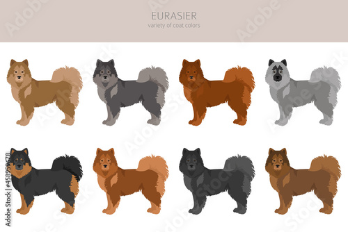 Eurasier dog clipart. Different poses, coat colors set