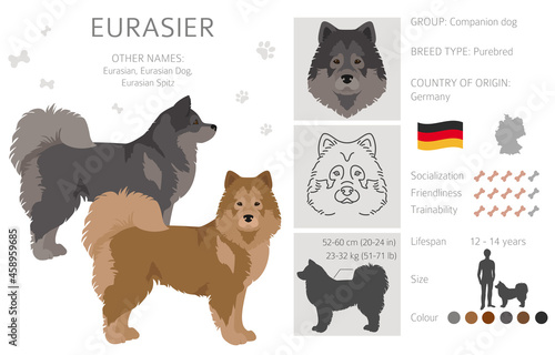 Eurasier dog clipart. Different poses, coat colors set