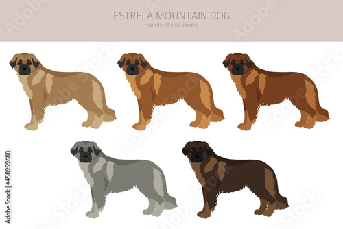 Estrela mountain dog clipart. Different poses, coat colors set
