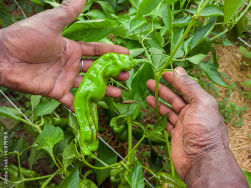 African farmer harvests a cubanelle italian green chile pepper in a vegetable garden