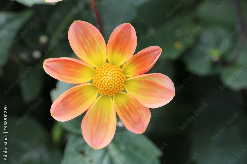 Dahlia