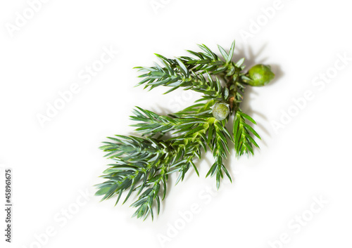 Juniperus horizontalis leaves or Creeping juniper leaves isolated on white background