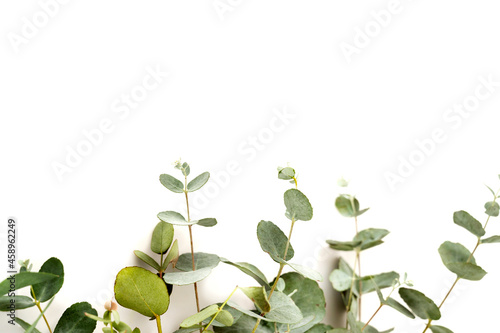 Wallpaper Mural Eucalyptus live fresh green leaves isolated on white background, copy space Torontodigital.ca