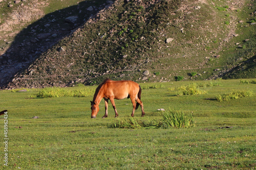 Brown horse grazing in the field photo