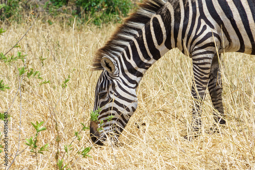 Close-up photo of a cute zebra eating grass in Tarangire National Park, Tanzania