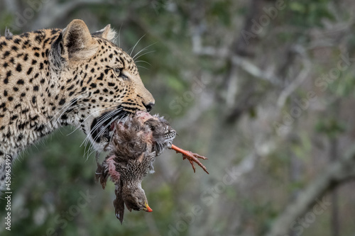 A leopard, Panthera pardus, holds a dead spurfowl in its mouth, Pternistis natalensis photo