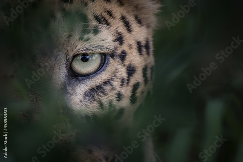The eye of a leopard, Panthera pardus, looking through greenery, natural frame photo