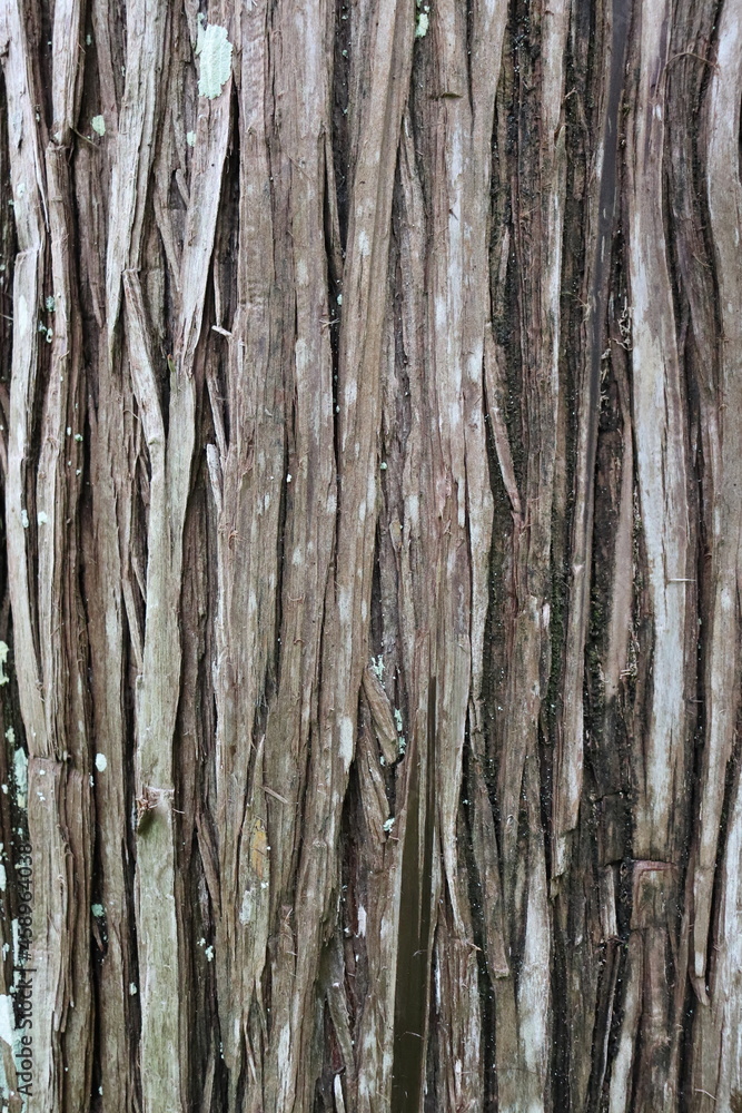 Obraz premium TEXTURA RUGOSA.