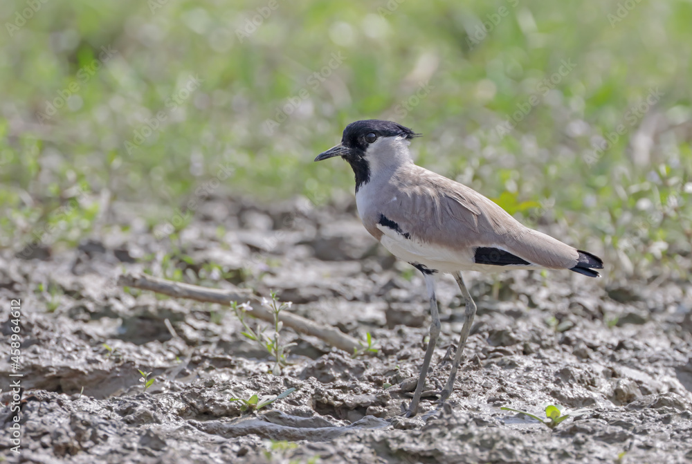 The river lapwing is a lapwing species which breeds from the Indian Subcontinent eastwards to Southeast Asia. The river lapwing is a lapwing species which breeds from the Indian Subcontinent eastwards to Southeast Asia.