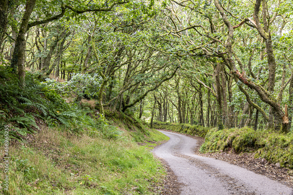 A lane in Exmoor National Park near Oare Post, Somerset UK A lane in Exmoor National Park near Oare Post, Somerset UK