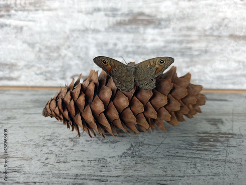 gray moth shot - close-up